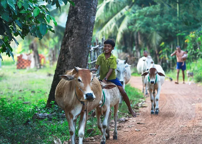 Chansor 17 By Siem Reap Homesteading Phumi Trach Pok