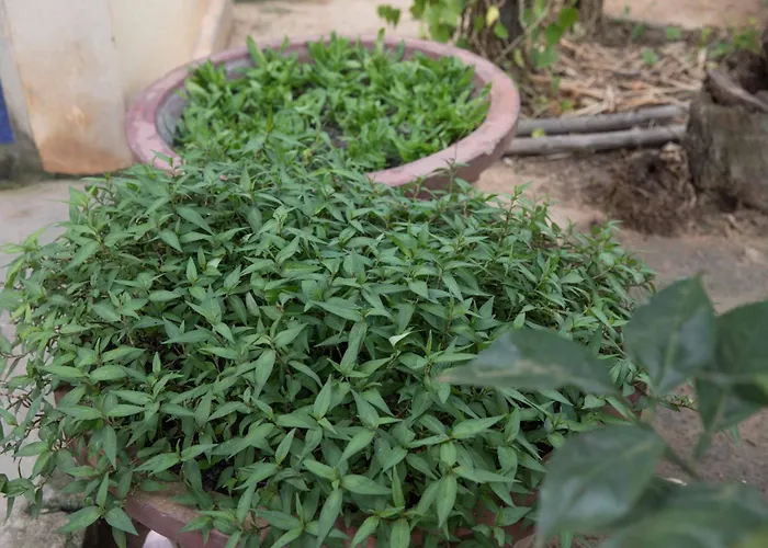 Chansor 17 By Siem Reap Homesteading Séjour chez l'habitant *